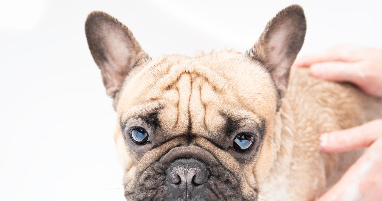 94 psy w kawalerce. Właścicielka hodowli buldogów francuskich z zarzutami