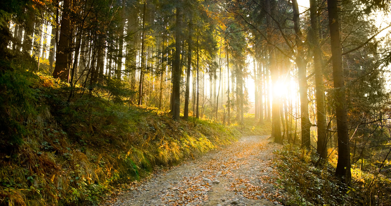Tragiczny finał poszukiwań grzybiarza z Dąbrowy Górniczej