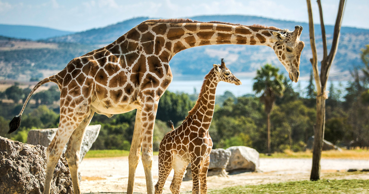Tragedia w parku safari. Żyrafa stratowała 16-miesięczne dziecko