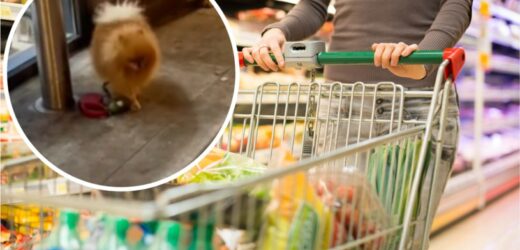 Pies zostawiony pod sklepem. „O, 8 tysięcy można sobie wziąć z chodnika”