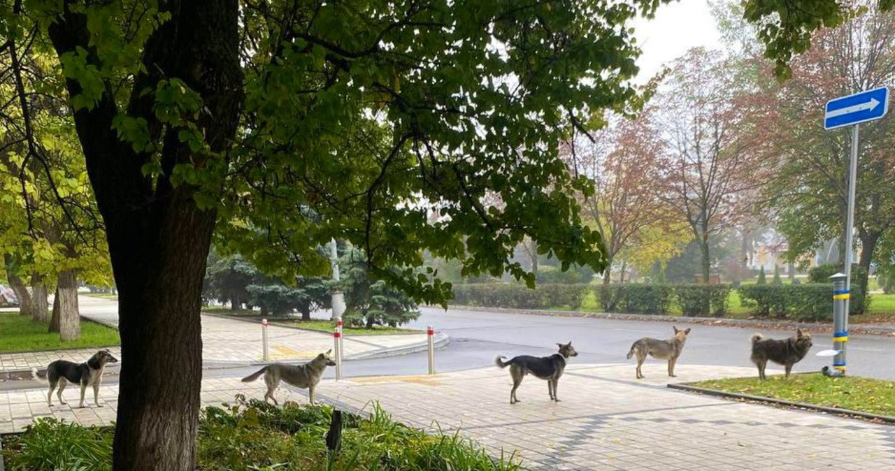 „Nigdy czegoś takiego nie widziałem”. Psy w Kramatorsku stały w kolejce do jedzenia