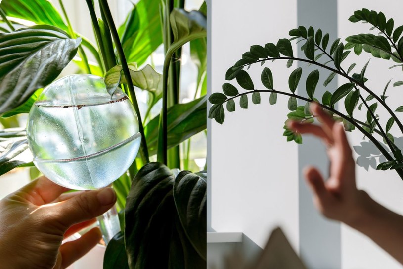 Na zamiokulkasy i skrzydłokwiaty działa jak energetyk. Wyrzut nowych liści to niejedyny efekt