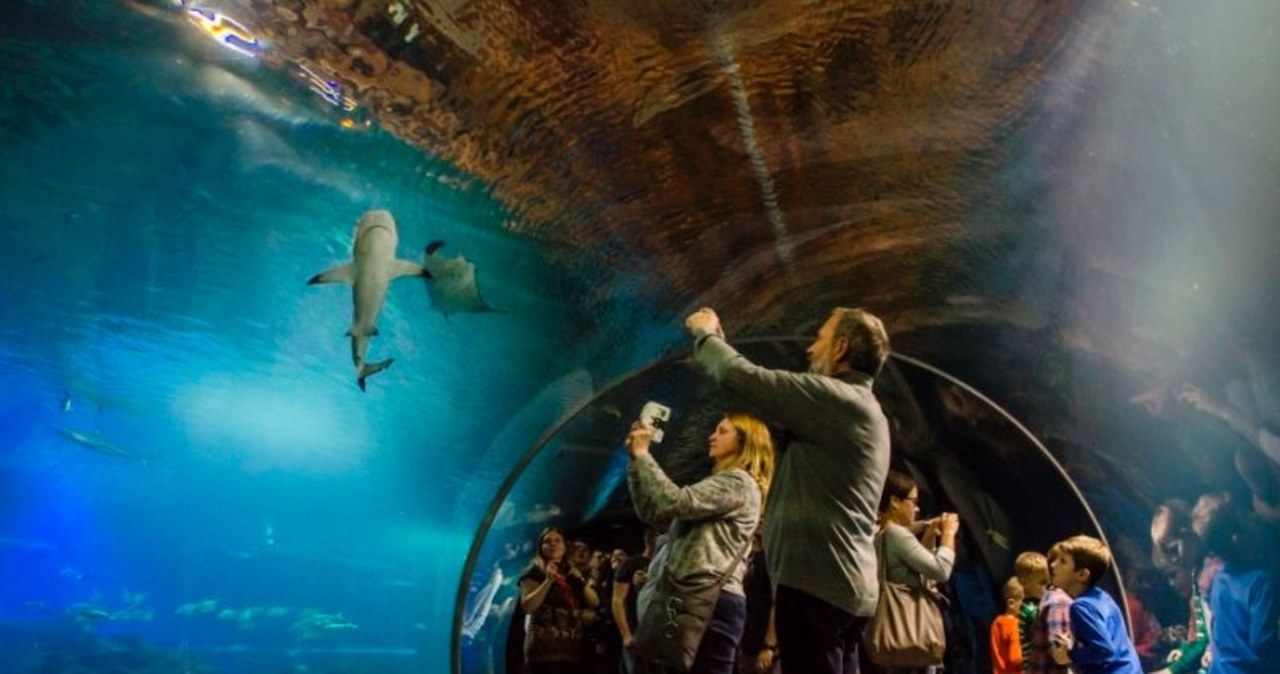 Afrykarium we Wrocławiu ma 8 lat. Jutro okazja na bilety za 8 zł