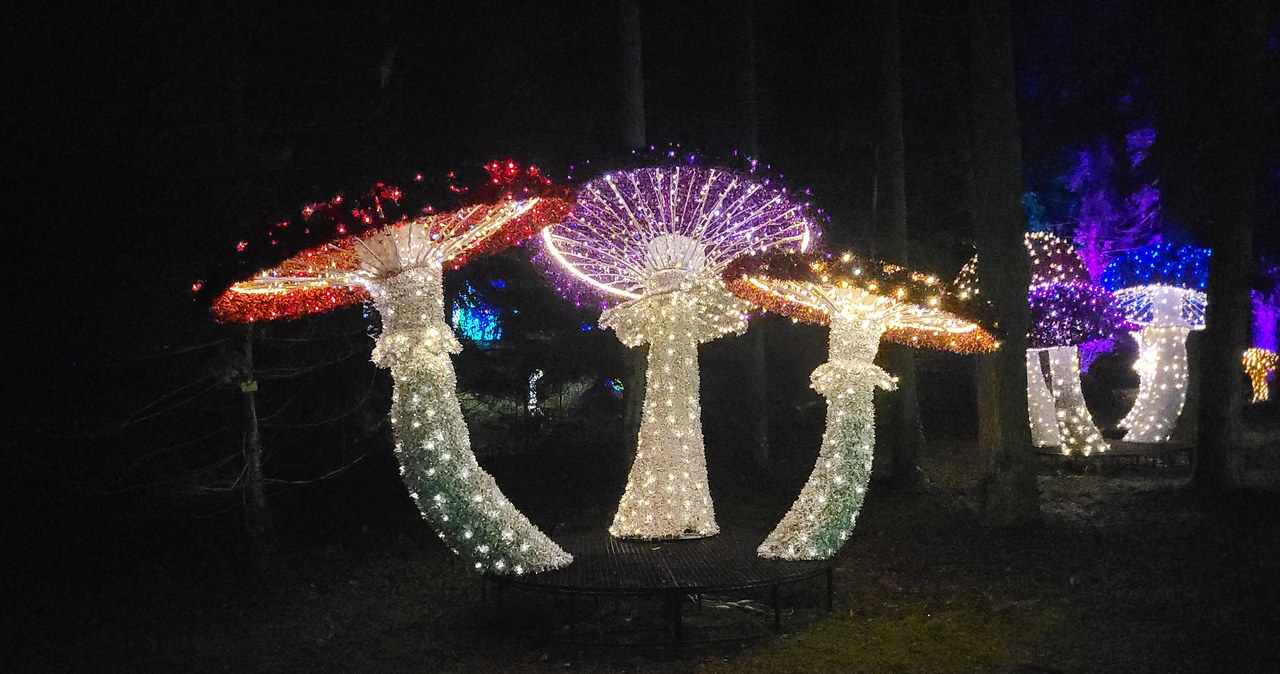 Park iluminacji w Poznaniu. Setki tysięcy lampek i bajkowe historie