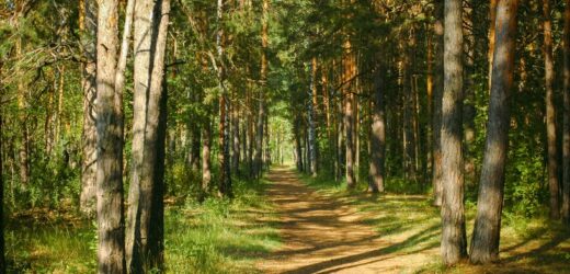 Makabryczna polana w żarskim lesie. Leżą tu setki kości