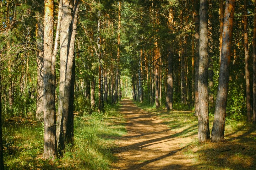 Makabryczna polana w żarskim lesie. Leżą tu setki kości