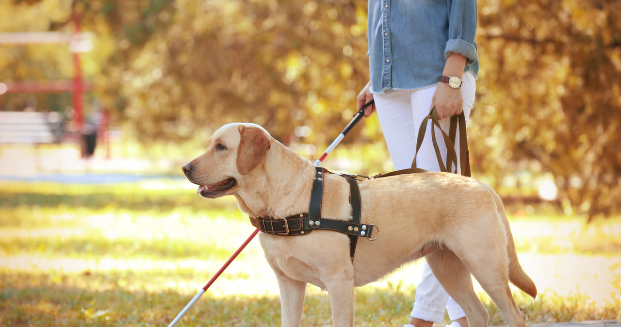 Będą przewodnikami osób niewidomych. Wieloetapowe szkolenie labradorów w Łodzi