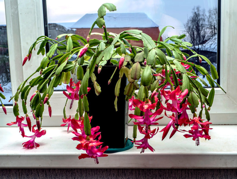 Sposób na grudnika. Skrusz kilka tabletek i wmieszaj z ziemią. Kwiaty wyleją się z doniczki