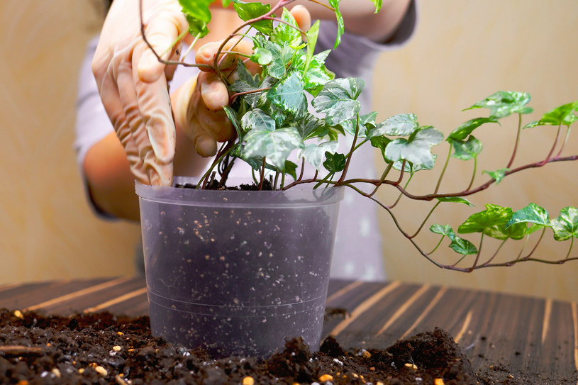 Pogromcy pleśni i wilgoci. Zielone złoto w twoim domu