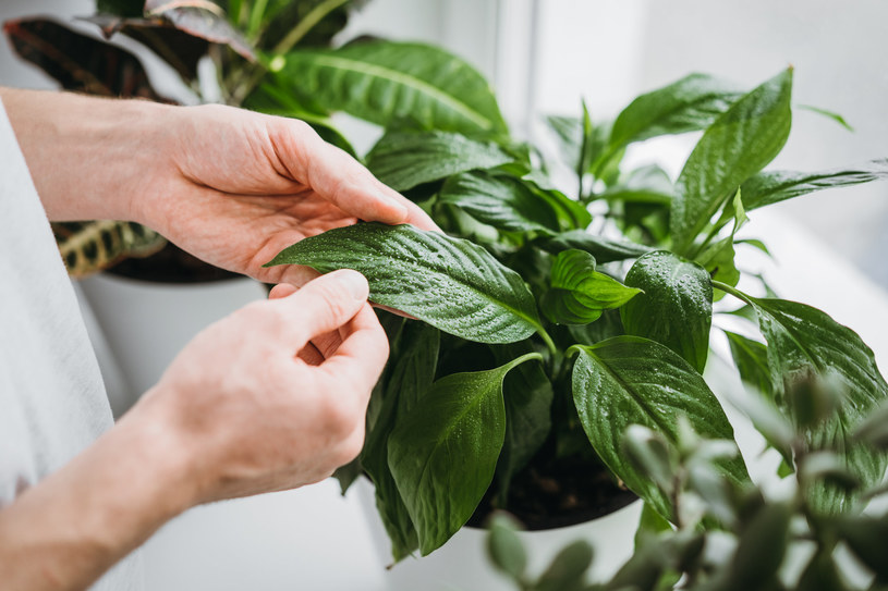 Zmieszaj z wodą i podlej skrzydłokwiaty. Będą rosły jak szalone!