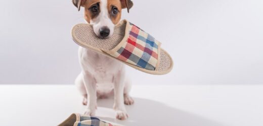 Pies kradnie buty i kapcie? Oto dlaczego to robi!