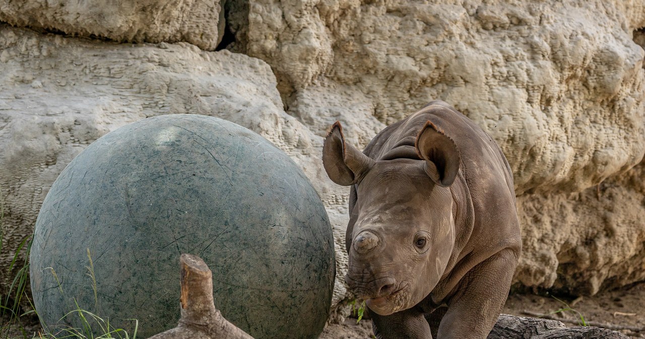 ​Zagrożony wyginięciem nosorożec biały przyszedł na świat w brytyjskim zoo