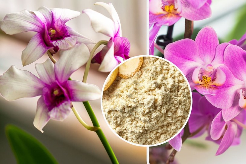 Zamiast wyrzucać, zmiel na proszek. To najlepszy nawóz do storczyków!