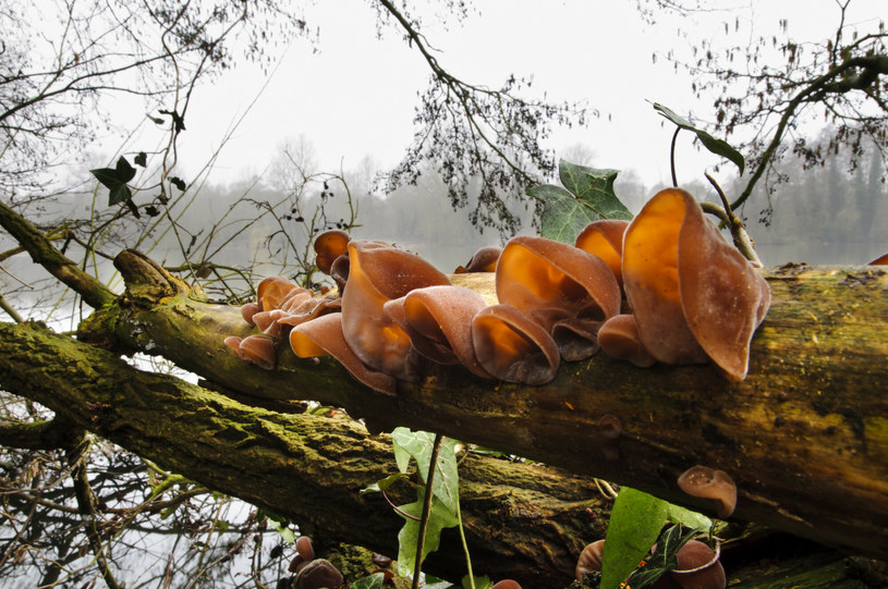 Nietypowy grzyb pojawia się na drzewach. Co to? Leśnicy wyjaśniają