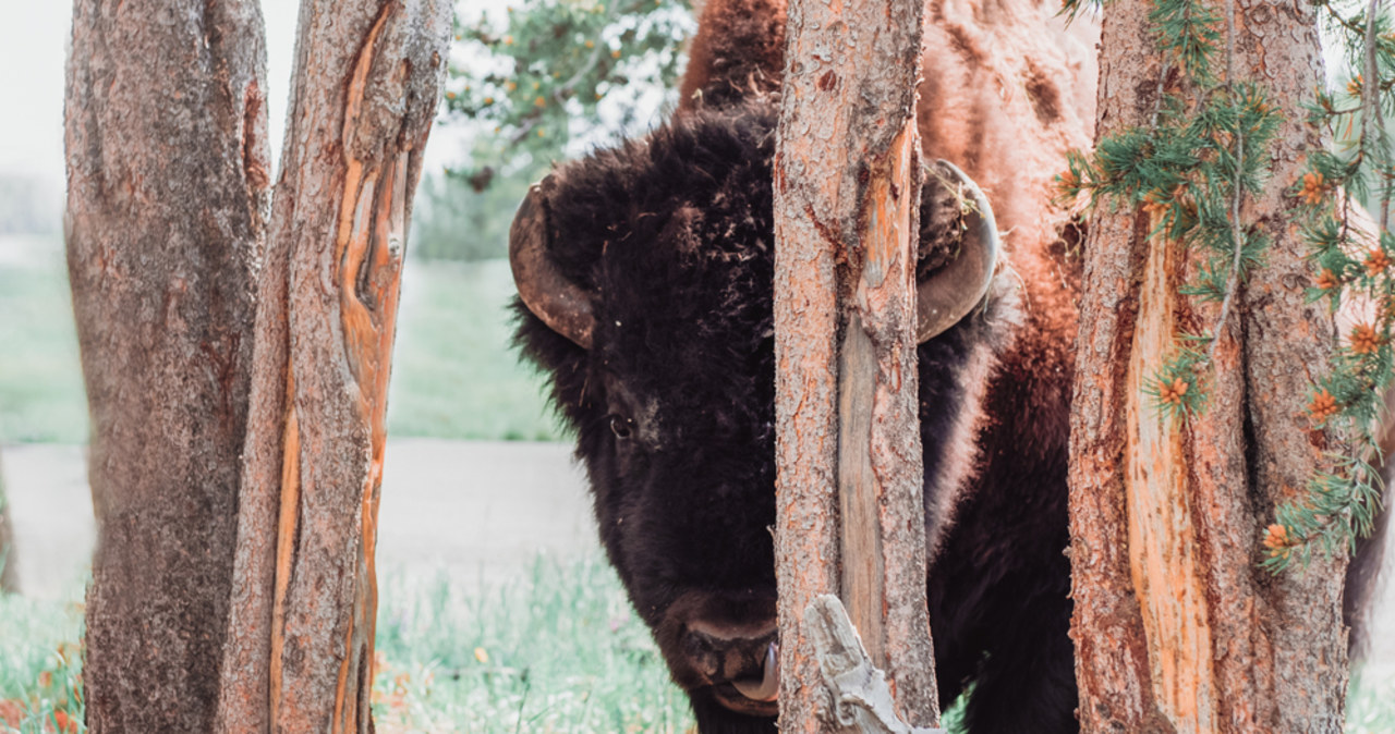 Bizon, kangur i wilki. Te zwierzęta Rosjanie jedli w Jampilu