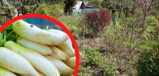 Polski działkowiec wyhodował giganta.  „Lej jak po wybuchu bomby”