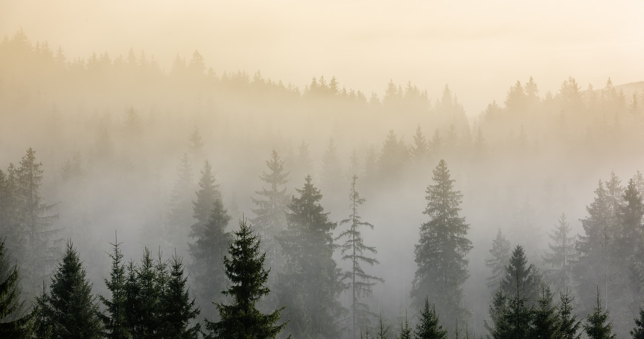 Szczątki psa znalezione w Skubiance. „To był drastyczny widok”