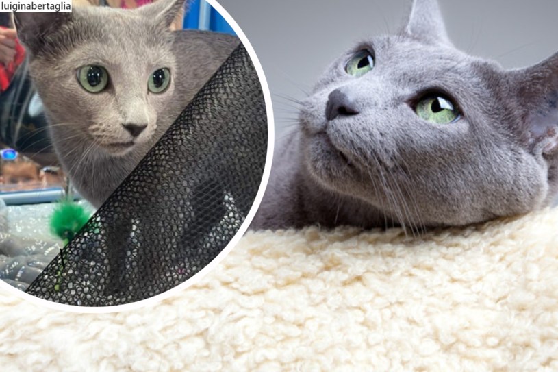 Międzynarodowa Wystawa Kotów w Weronie. Kotka z Polski z tytułem najpiękniejszej