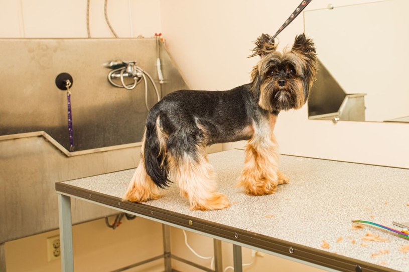 Te rasy psów nie gubią sierści. Alergicy jednak powinni uważać