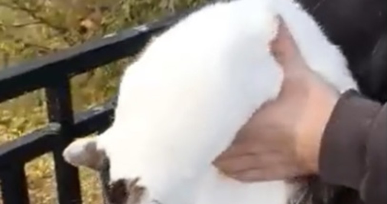 14-latek znęcał się nad kotami. Zajmie się nim sąd rodzinny