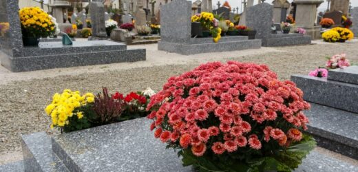 Tak przedłużysz życie chryzantemom. Będą kwitły jak szalone