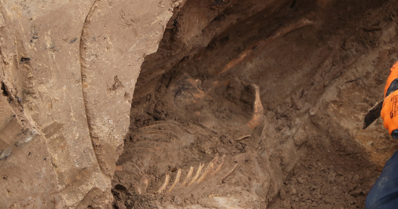 Dawny cmentarz na ulicy Królowej Jadwigi. Archeolodzy znaleźli ponad 30 pochówków