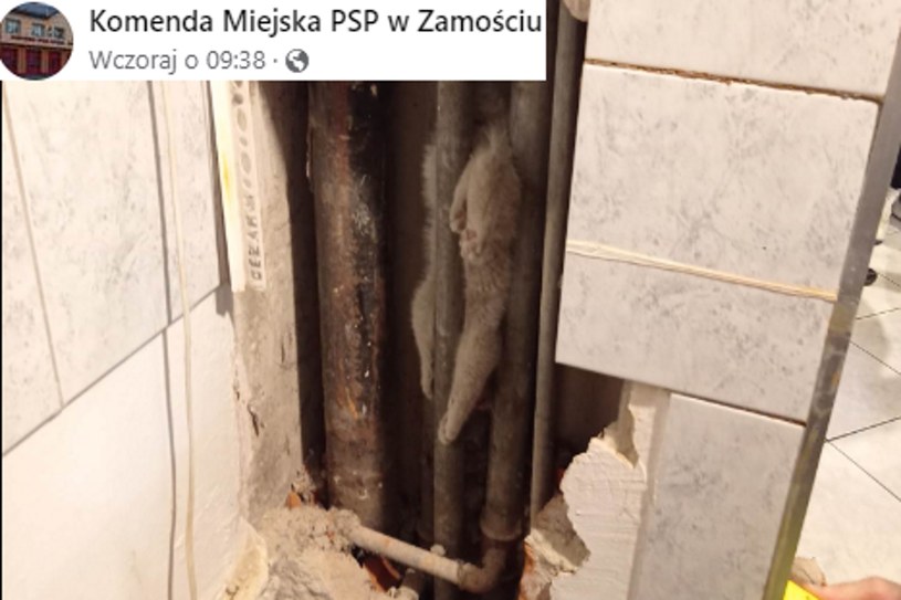 Mieszkańcy narzekali na hałas zza ściany. Strażacy znaleźli tam zaklinowanego kota!