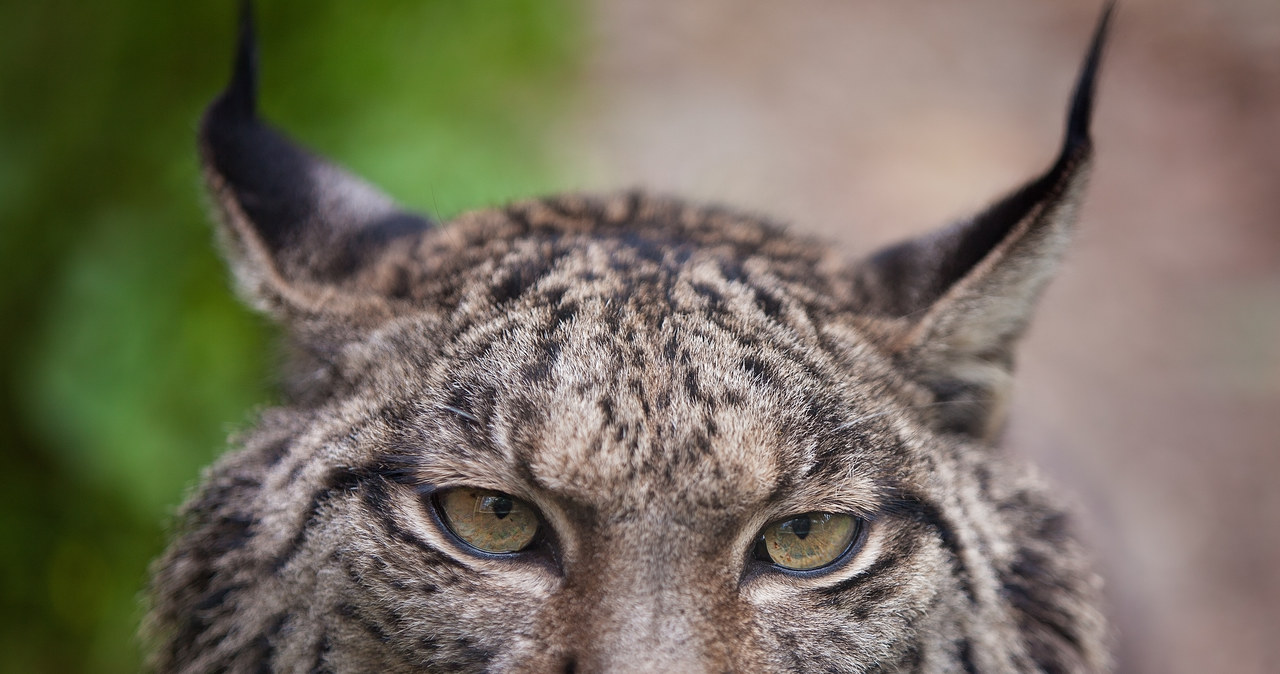 Ryś – niezwykły gość w Nadleśnictwie Góra Śląska