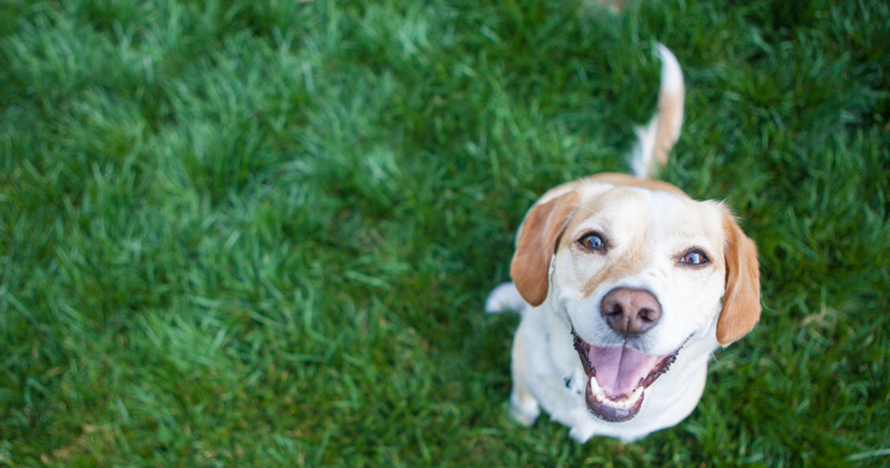 „Psia Kość!”. Zbiórka dla bezdomnych zwierzaków