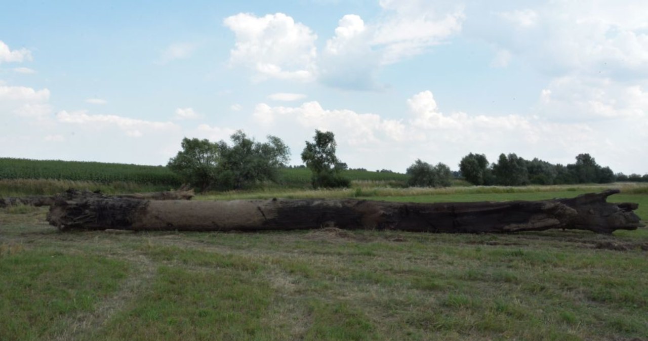 ​Próbowali ukraść polski heban. Odpowiedzą za niszczenie brzegu Sanu