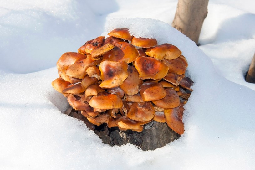 Te pyszne grzyby znajdziesz w lesie mimo niskich temperatur. Oto „zimowa trójca”