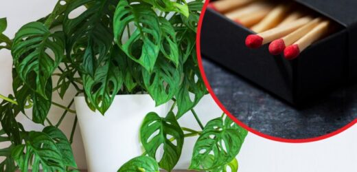 Pielęgnacja roślin. Wbij zapałki do doniczki, a efekt cię zaskoczy