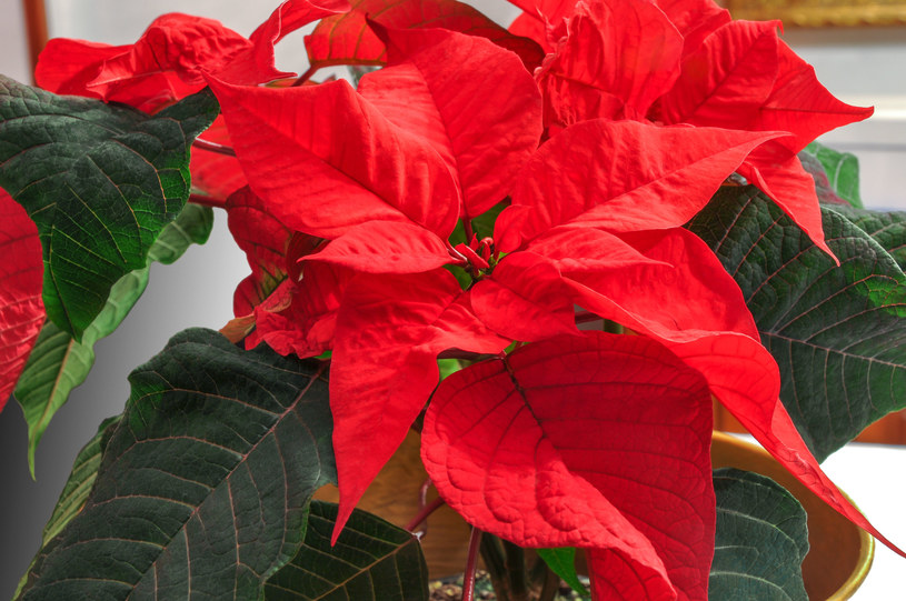 Rośliny obowiązkowe w domu na Święta Bożego Narodzenia. Choinka to nie wszystko