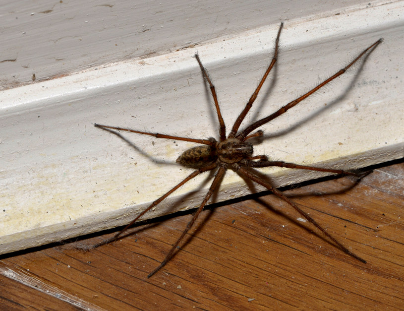 Postaw tę roślinę we wszystkich pokojach. Pająki i insekty uciekną w popłochu