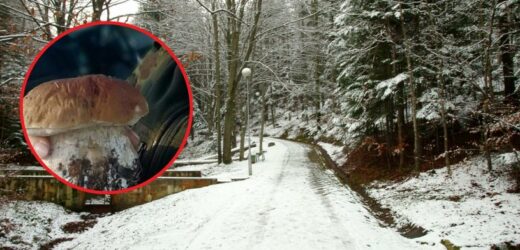 Niebywałe znalezisko w polskim lesie. Borowik szlachetny w grudniu?