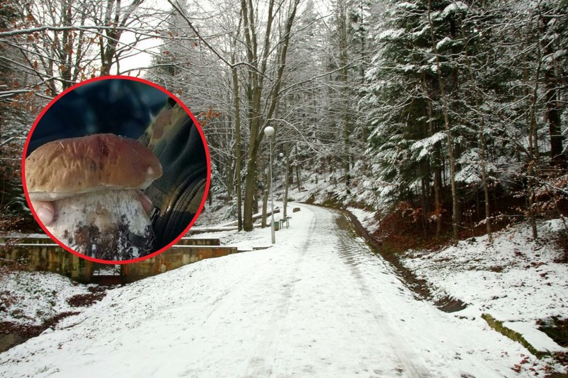 Niebywałe znalezisko w polskim lesie. Borowik szlachetny w grudniu?