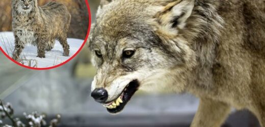 Zadziwiająca scena w polskim parku. Wszystko uwieczniono na zdjęciach