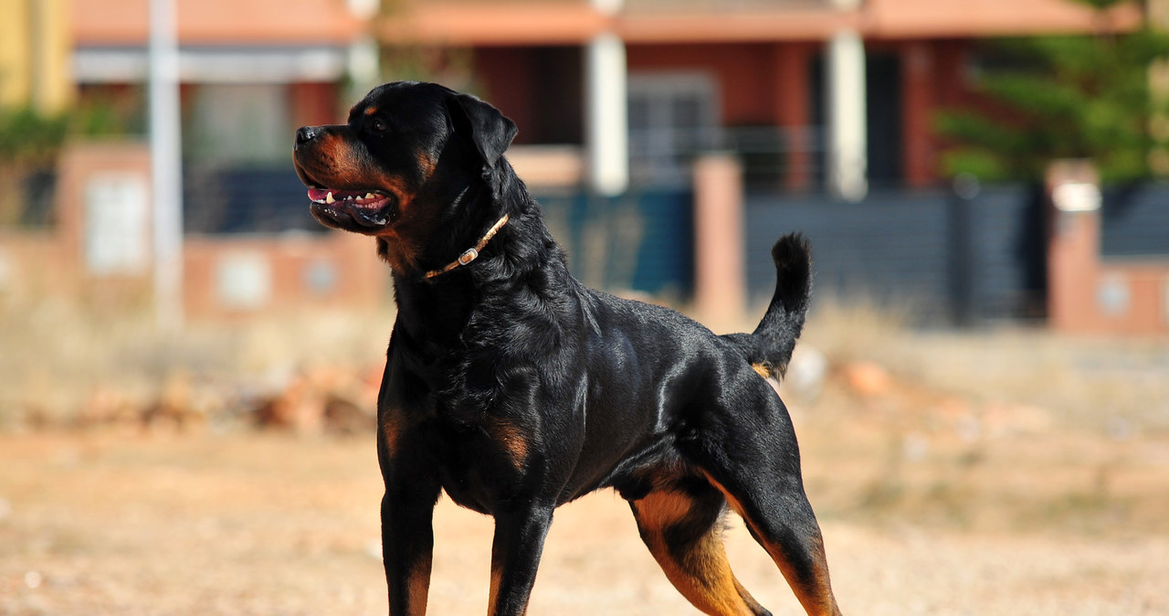 57-latek zagryziony przez rottweilery. Śledczy potwierdzają