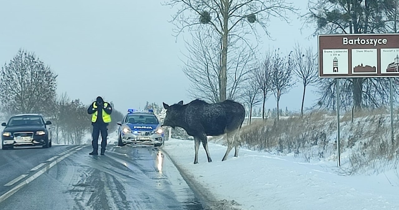 Łoś blokował ruch na trasie koło Bartoszyc. Interweniowała policja