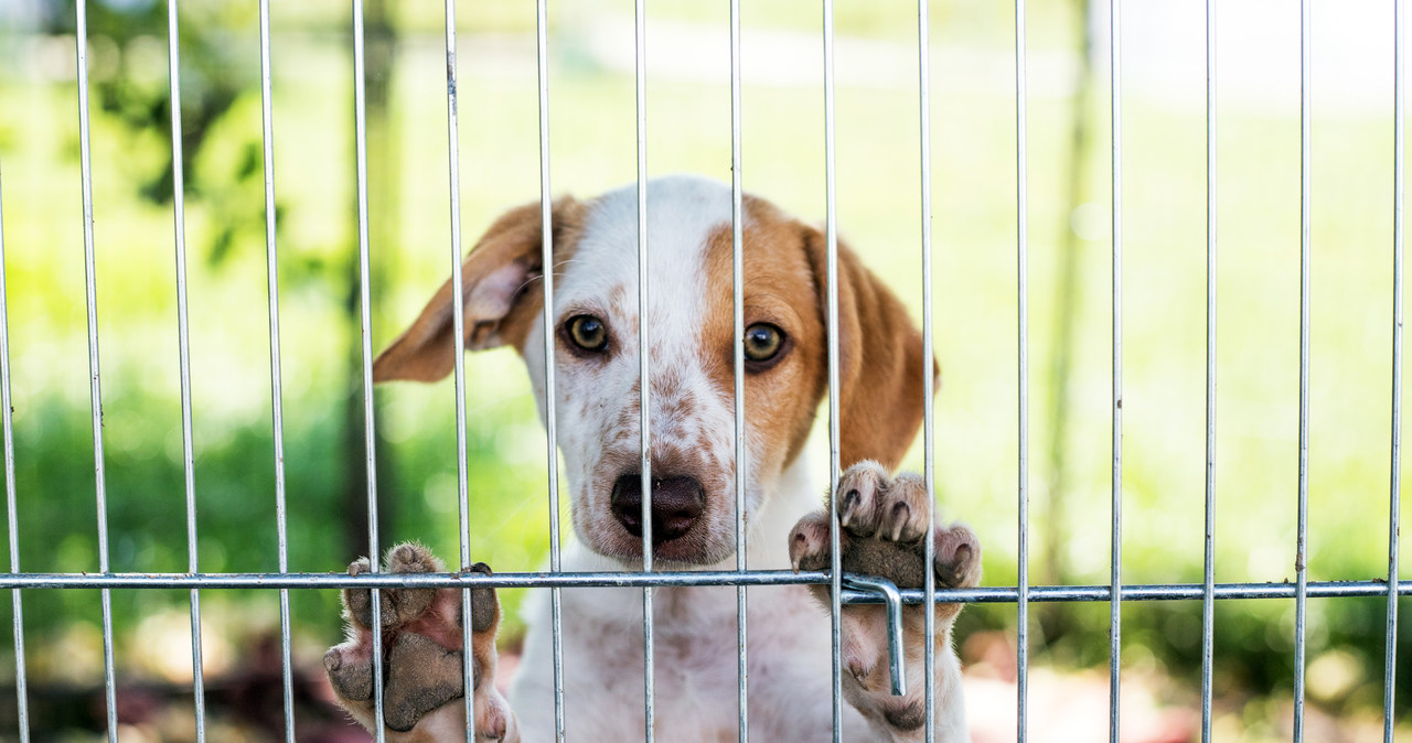 ​”Nie jestem świąteczną zabawką!” Gdańskie schronisko zawiesza adopcję zwierząt