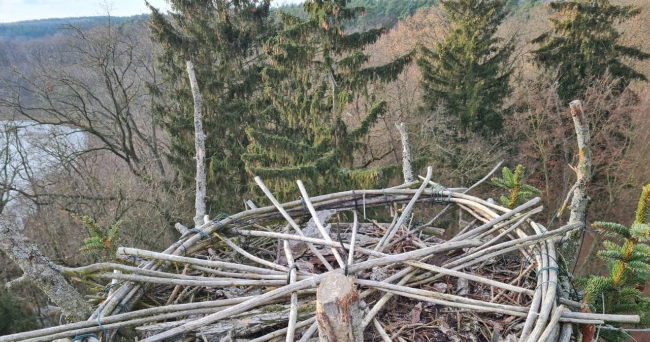 Puszcza Notecka. Gniazda rzadkich gatunków ptaków po remoncie