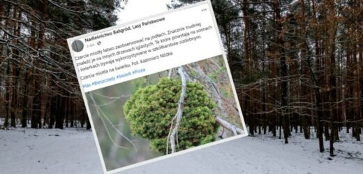 „Upiorne miotły” w polskich lasach. Leśnicy pokazali zdjęcia fascynującego zjawiska