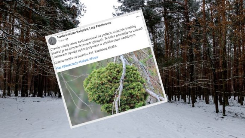 „Upiorne miotły” w polskich lasach. Leśnicy pokazali zdjęcia fascynującego zjawiska
