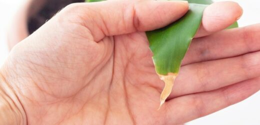 Dracena usycha i gubi liście? Kilka kropli esencji sprawi, że w mig ożyje!