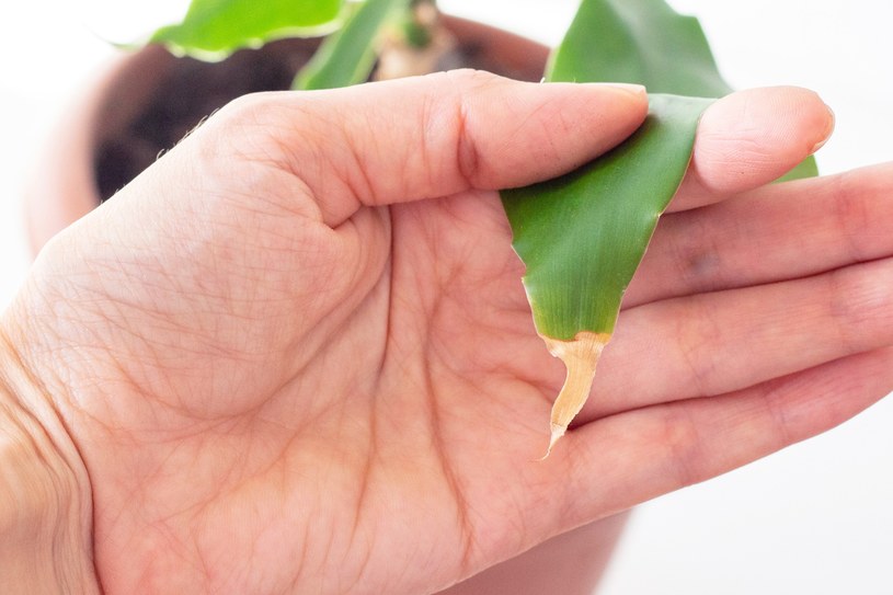 Dracena usycha i gubi liście? Kilka kropli esencji sprawi, że w mig ożyje!