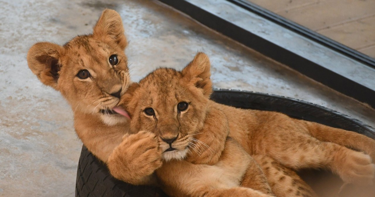 Poznańskie zoo pomogło około 200 zwierzętom z Ukrainy