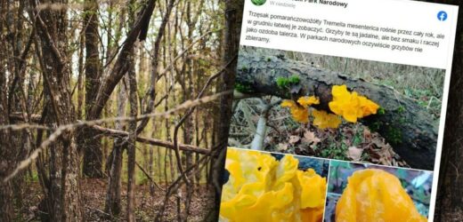 Nietypowe znalezisko w Karkonoszach. „Robi wrażenie”