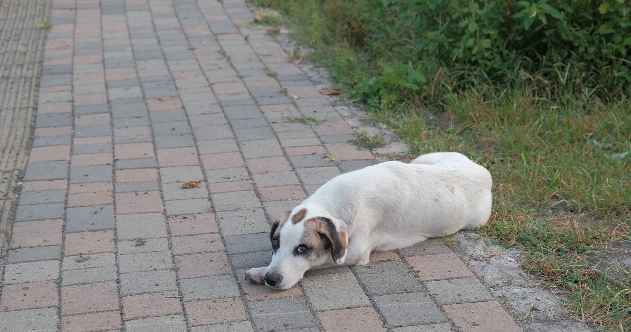 ​Ostre przedmioty w mięsie. Na Targówku grasuje krzywdziciel psów