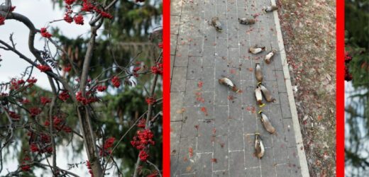 Jemiołuszki „dały w szyję”. Zdjęcie stało się hitem sieci