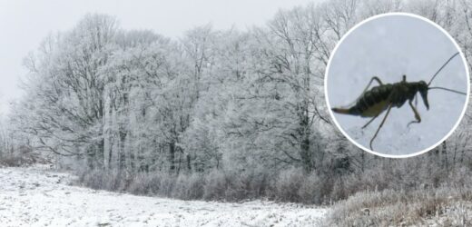 Niewielki owad kryje się w śniegu. Czym jest „pchła śnieżna”?